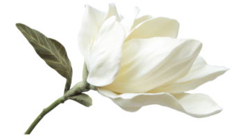 Close up view of a delicate white magnolia blossom. png