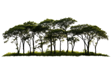 Lush forest scene, digitally rendered in a landscape format. png