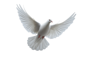 White dove in flight against a plain background. png