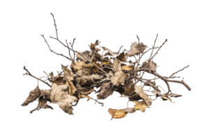 Abstract representation of withered branches and leaves. png