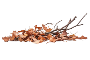 A pile of autumn leaves and branches on a dark surface. png