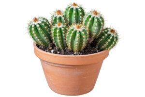 Clustered succulent in a terracotta pot. png