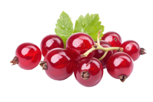 Close-up view of a cluster of red currants. png