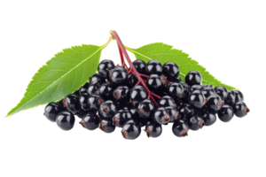 Close-up view of a cluster of dark berries and leaves. png