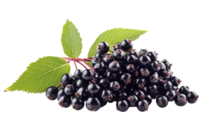 Close-up view of a cluster of dark purple berries and leaves. png