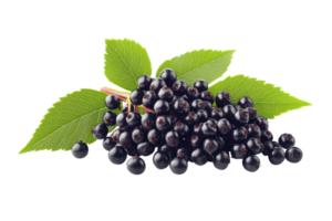 Close view of a cluster of dark berries with leaves png