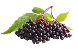 Close up view of a cluster of dark purple elderberries. png