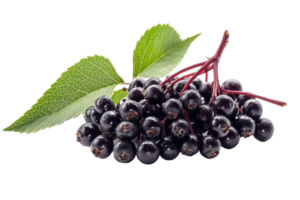 Close up view of fresh elderberries with leaves. png