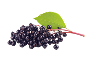 Close-up view of a cluster of dark berries with a leaf. png