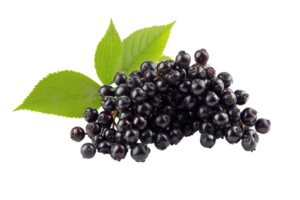 Close up view of a cluster of dark berries with leaves. png