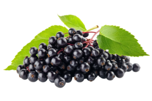 Close-up view of a cluster of dark purple berries. png