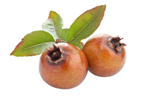 Two loquat fruits with leaves on a black background. png