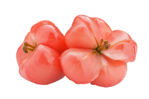 fechar acima Visão do dois vibrante Rosa png