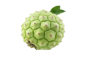 Close-up view of a textured, light green fruit. png
