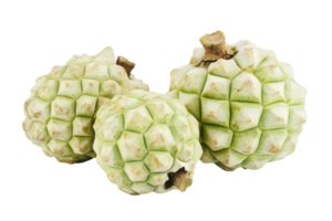 Close-up view of three textured, pale green fruits. png