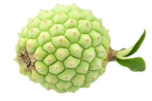 Close up view of a textured, light-green fruit png