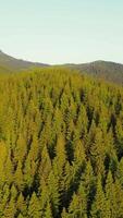 Landscape from a bird's eye view over mountain trees. Picturesque Christmas trees in the mountains. Drone flight over a mountain covered with beautiful video