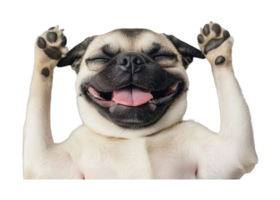 Happy pug puppy smiling with paws up in joyful expression png