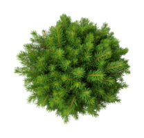 Top view of lush green coniferous pine tree with dense needles png