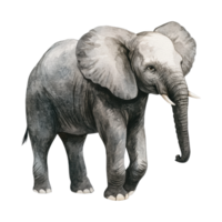 Watercolor elephant illustration with detailed texture and gentle expression png