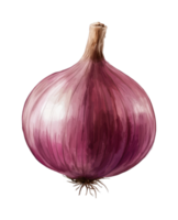 Realistic red onion illustration with detailed texture and form png