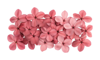 Vibrant pink plumeria blooms displayed in symmetrical pattern png