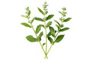 Fresh mint leaves arrangement with lush green stems and vibrant texture png