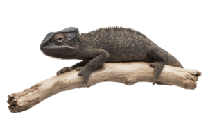 Spiny lizard resting on a branch png