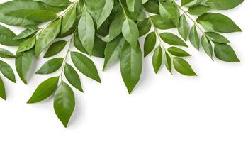 Green Leaves Border with Copy Space on White Background Top View photo