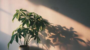 Sunlit elegance captures a plant casting soft shadows on a muted textured wall creating a serene scene photo