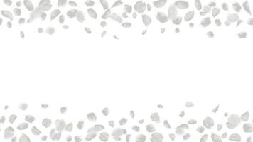 Frame light gray rose petals with space for text illustration. Seamless horizontal flower background vector
