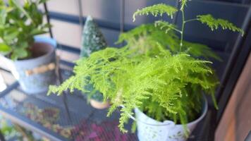 Bright green ferns and indoor plants in modern decor setting video