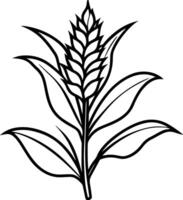 amaranth outline coloring book page line art illustration vector
