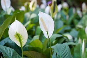 Peace Lily has white bracts. It resembles a heart shape wrapped in a tubular inflorescence with light yellow florets surrounding it photo