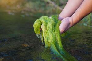 Hands holding Cladophora glomerata coming up from the river. It is a green alga found in clean fresh water sources and is an indicator of the cleanliness of the water. photo
