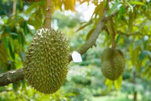 durians on the tree is the king of fruits. The skin is thick and hard with sharp thorns. The yellow flesh is separated into lobes. with brown seeds inside the meat have a unique smell sweet taste photo