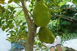 Hand holding Jackfruit in hands, it is a perennial plant. The trunk and branches when wounded have thick white latex. The fruit is a large sum, unripe fruit, green rind, blunt thorns. photo