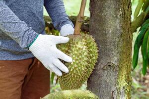 hand holding durian on the tree is the king of fruits. The skin is thick and hard with sharp thorns. The yellow flesh is separated into lobes. with brown seeds inside photo