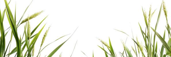 Photorealistic Cymbopogon with copy space, Cymbopogon plant setting, isolated on white plant photo