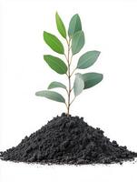 Photorealistic Eucalyptus with soil, Eucalyptus plant copy space, isolated on white plant photo