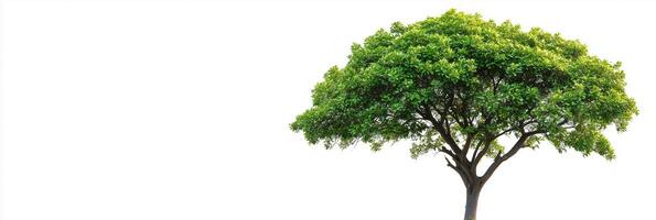 Fringe Tree with copy space, photorealistic Fringe Tree plant, isolated on white photo