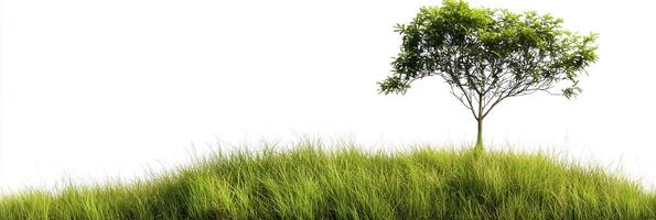 Photorealistic Grass Tree with copy space, Grass Tree plant setting, isolated on white flower photo