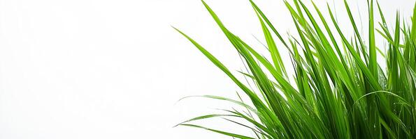 Photorealistic Lemon Grass with copy space, Lemon Grass plant setting, isolated on white plant photo
