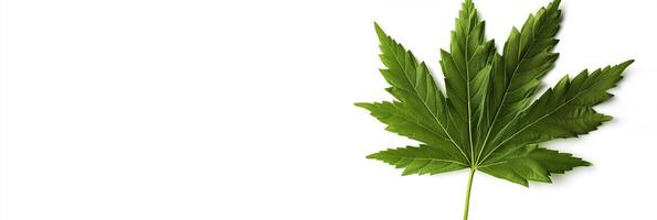 A leaf is shown on a white background photo