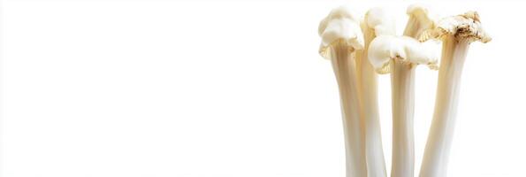 Monotropa uniflora with copy space, photorealistic Monotropa uniflora plant, isolated on white photo