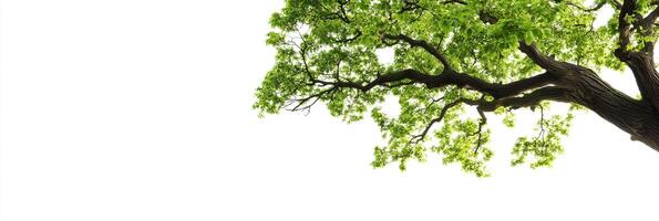 A tree with leaves on it against a white background photo