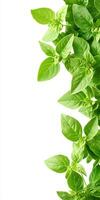Basil leaves on white background photo