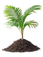 A palm tree growing out of dirt on a white background photo