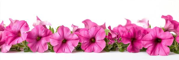 Petunia with copy space, photorealistic Petunia flower, isolated on white photo