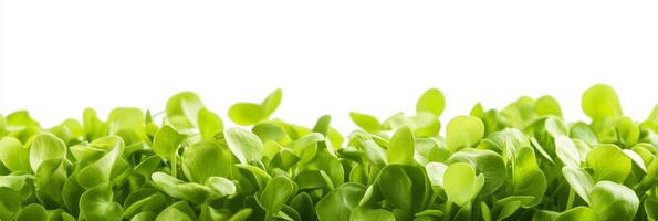 Pisum sativum with copy space, photorealistic Pisum sativum plant, isolated on white photo